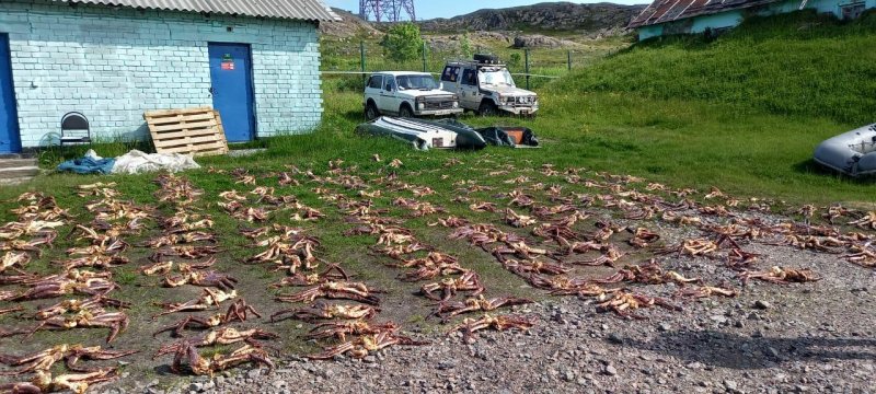 «Крабовое поле» обнаружили сотрудники ФСБ в Туманном «Крабовое поле» обнаружили сотрудники ФСБ в Туманном