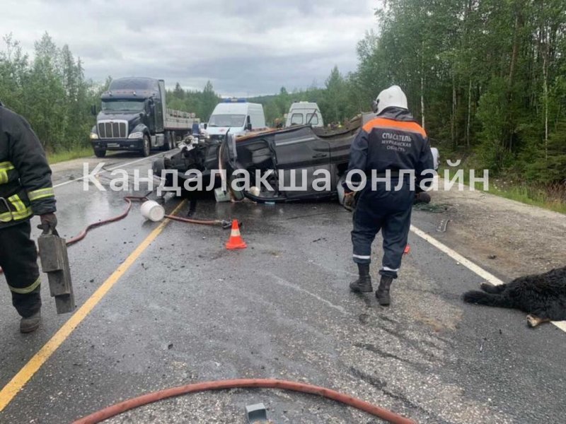 Разбились водитель и собака в аварии в Кандалакшском районе