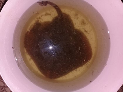 Ската поймали вблизи Кандалакши Ската поймали вблизи Кандалакши
