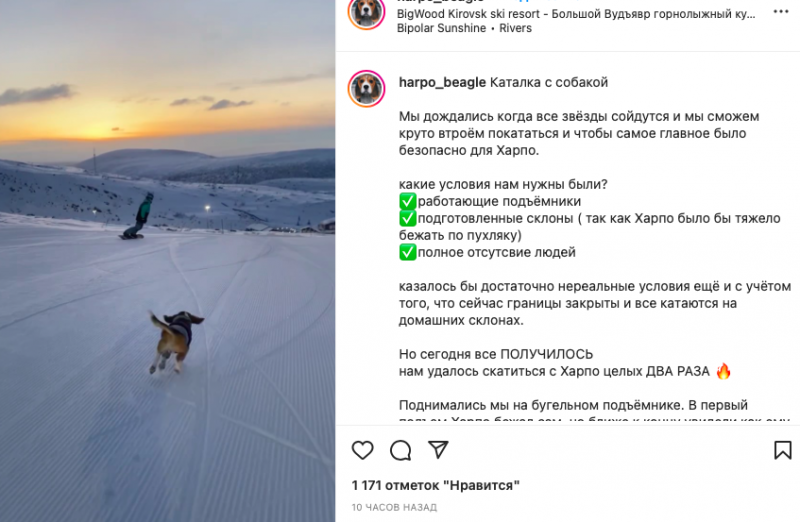 Собака-блогер прилетела в Кировск Собака-блогер прилетела в Кировск