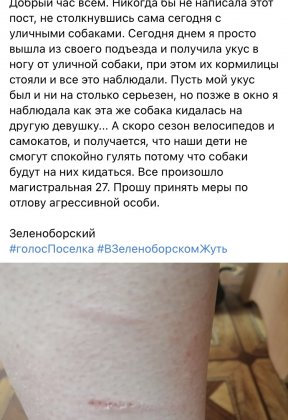 Нападают бездомные собаки на жителей Зеленоборского Нападают бездомные собаки на жителей Зеленоборского