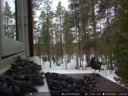 Прикормили лазоревок жители Печенгского округа Прикормили лазоревок жители Печенгского округа