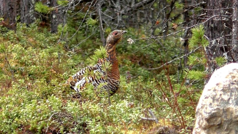 На яйца глухаря наткнулись в лесу жители Ловозерья На яйца глухаря наткнулись в лесу жители Ловозерья