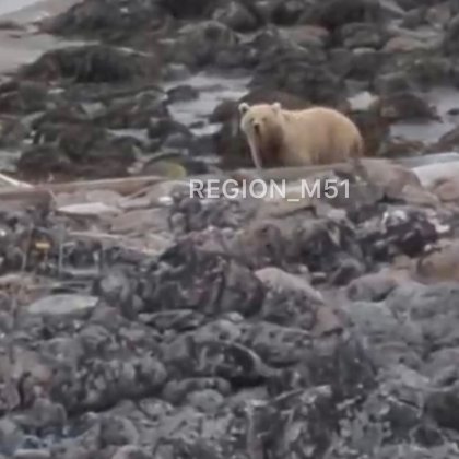 Медведь бродил рядом с палаткой туристов в Териберке