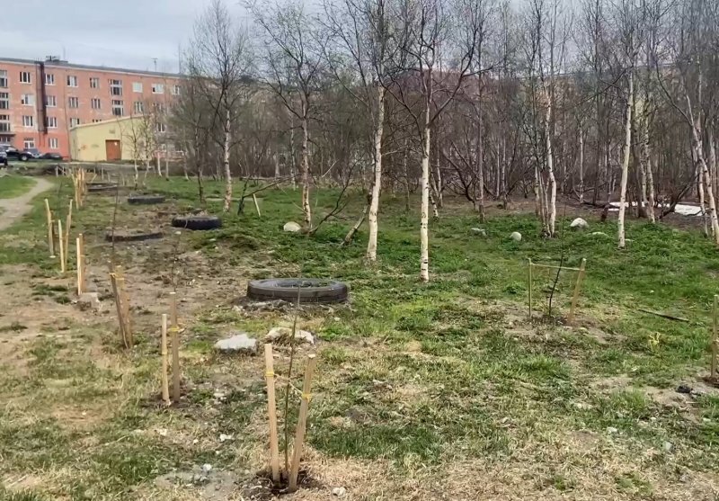 Вандалы сломали саженцы берез в Кировске Вандалы сломали саженцы берез в Кировске