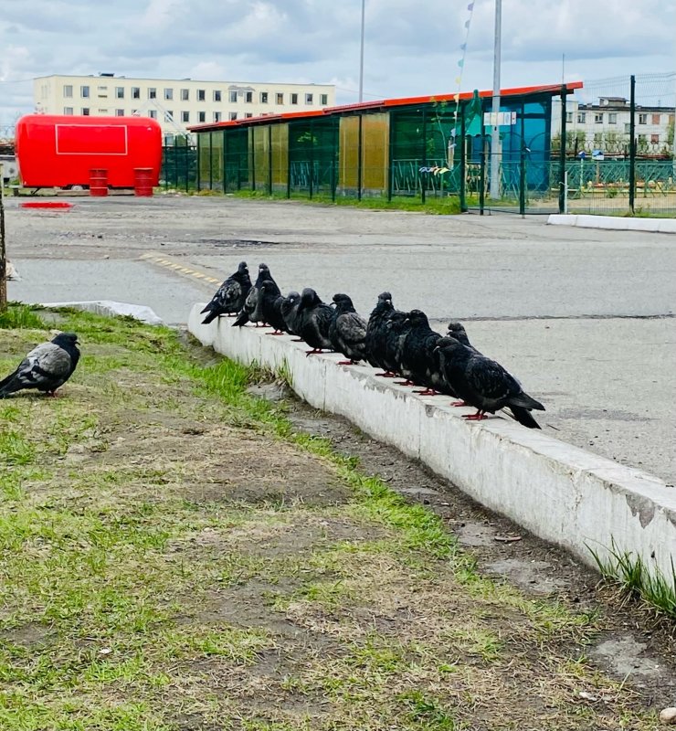 Роту голубей тренируют в поселке Спутник Роту голубей тренируют в поселке Спутник