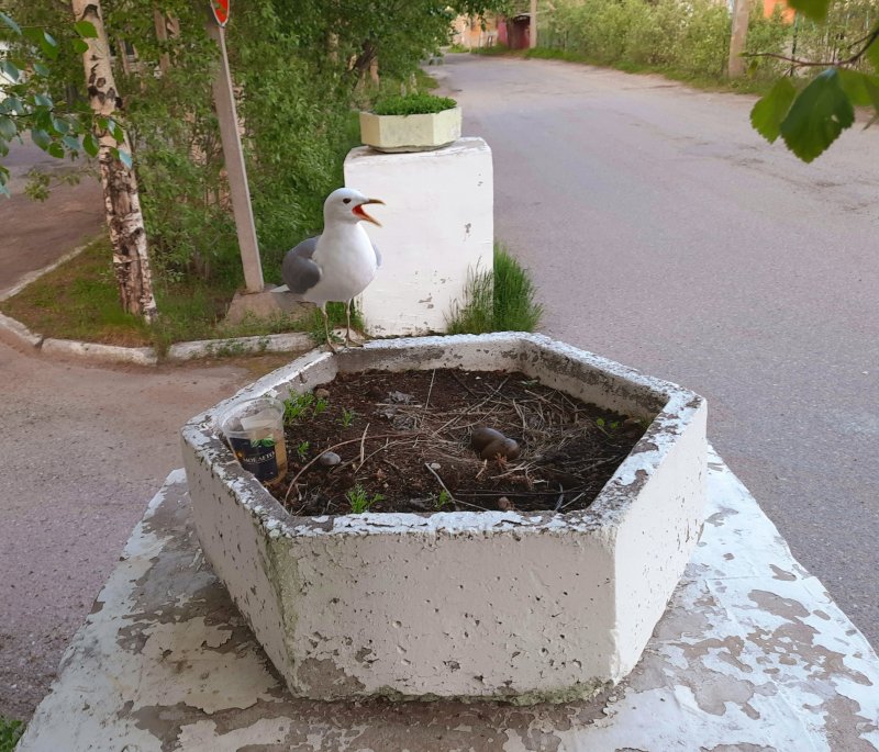 В центре Мончегорска появилось гнездо с чайками В центре Мончегорска появилось гнездо с чайками
