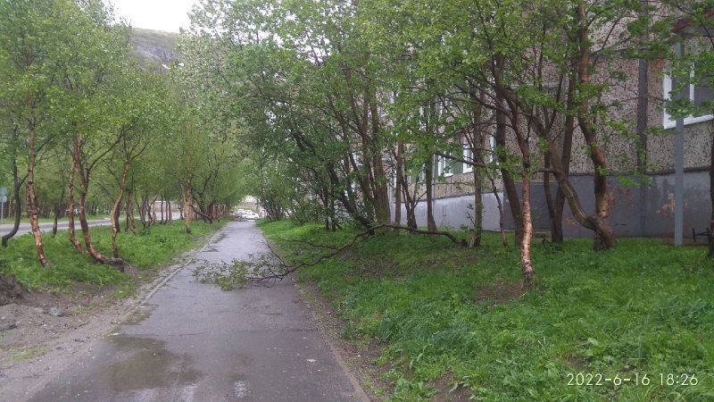 В Кировске штормовой ветер вырвал двери и деревья В Кировске штормовой ветер вырвал двери и деревья