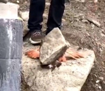 Молодые живодеры забили камнем птицу в Кировске Молодые живодеры забили камнем птицу в Кировске