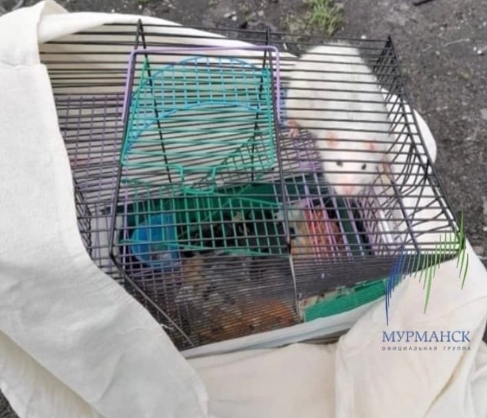 Крысу в клетке выкинули на помойку в Печенгском районе Крысу в клетке выкинули на помойку в Печенгском районе