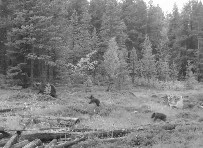Косолапое семейство снова попало в фотоловушку в Кандалакше Косолапое семейство снова попало в фотоловушку в Кандалакше