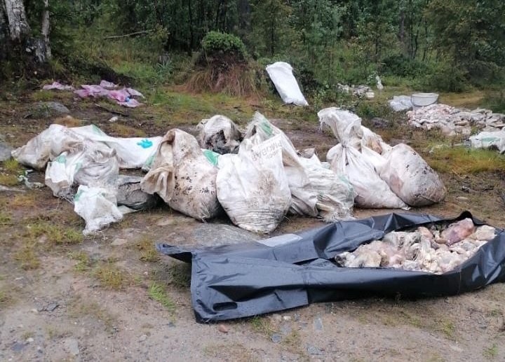 Тонну гниющего мяса нашли в лесу возле Апатитов Тонну гниющего мяса нашли в лесу возле Апатитов