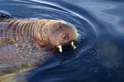 Зачастили моржи на берег Белого моря в Кандалакше
