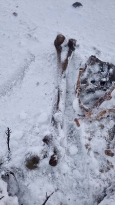 Продолжают находить человеческие кости на пляже в Териберке Продолжают находить человеческие кости на пляже в Териберке