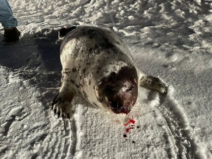 Окровавленного тюленя нашли на дороге в Кандалакше Окровавленного тюленя нашли на дороге в Кандалакше