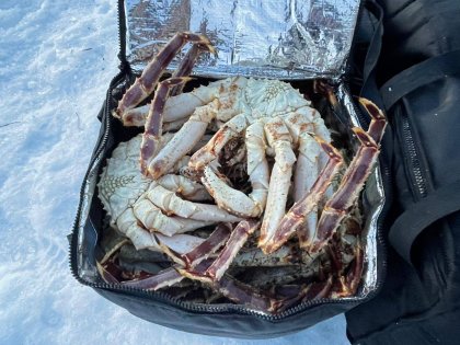 Двух крабовых браконьеров поймали в губе Кислая Кольского залива