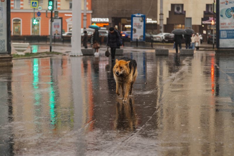 Дожди пришли в Мурманскую область