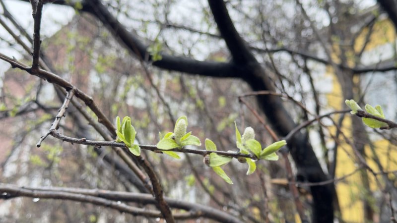 До +16° потеплеет в Мурманске До +16° потеплеет в Мурманске