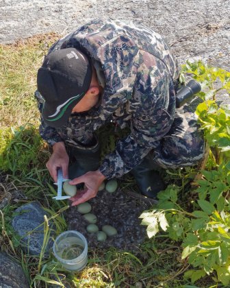 Подсчитали птиц на островах в Кандалакше Подсчитали птиц на островах в Кандалакше