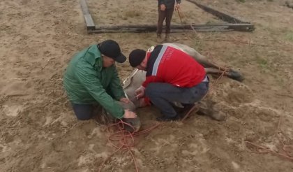 Спасли от смерти кузоменского жеребца мурманские ветеринары Спасли от смерти кузоменского жеребца мурманские ветеринары