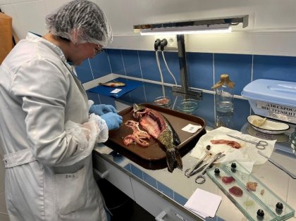 Гельминтов нашли в щуке в Мурманской области Гельминтов нашли в щуке в Мурманской области