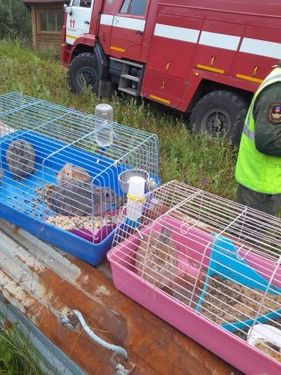 Спасли 12 кроликов при пожаре на горнолыжной базе в Мурманске