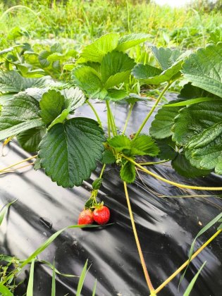 Первая клубничная плантация региона дает плоды Первая клубничная плантация региона дает плоды