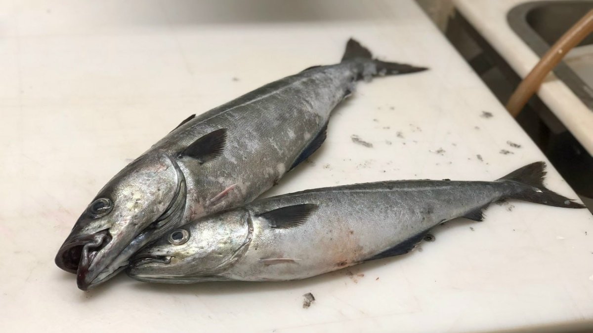 Рыбный деликатес: из простых продуктов — по вкусу напоминает печень трески, бюджетный вариант