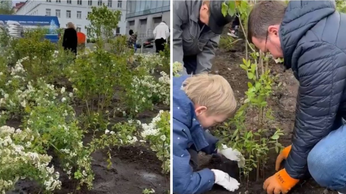 Финальный аккорд озеленения: на пешеходной улице в центре Мурманска высадили кусты спиреи
