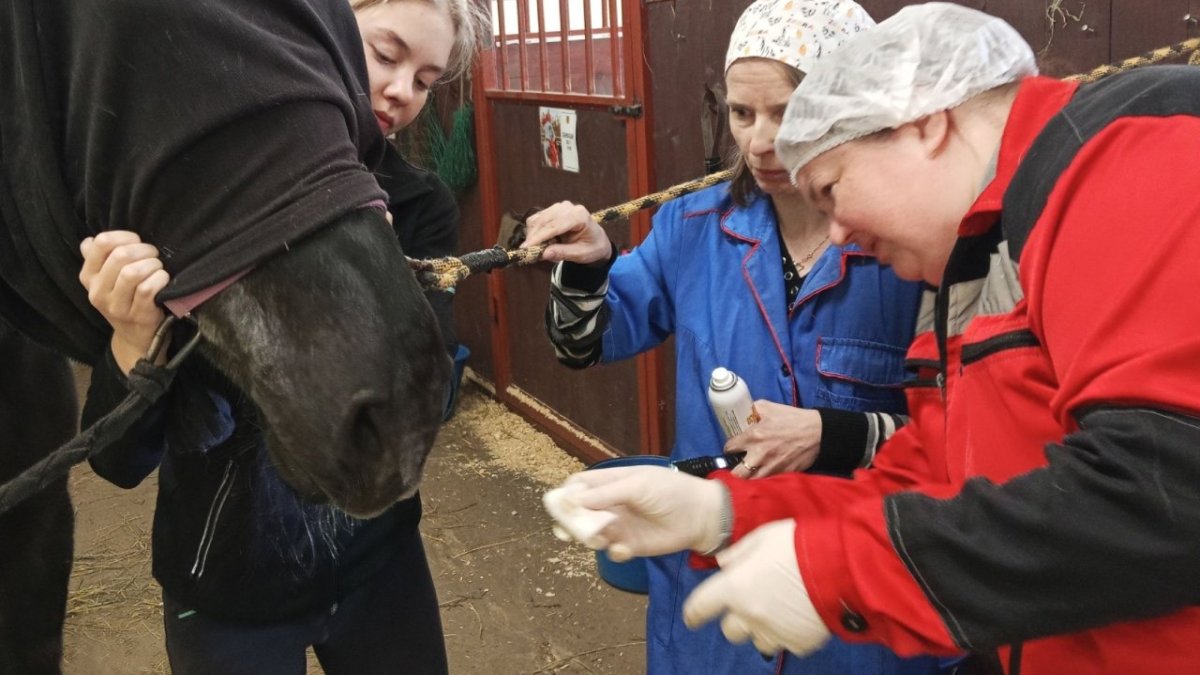 В Кировске ветеринары прооперировали лошадь в стойле конного клуба