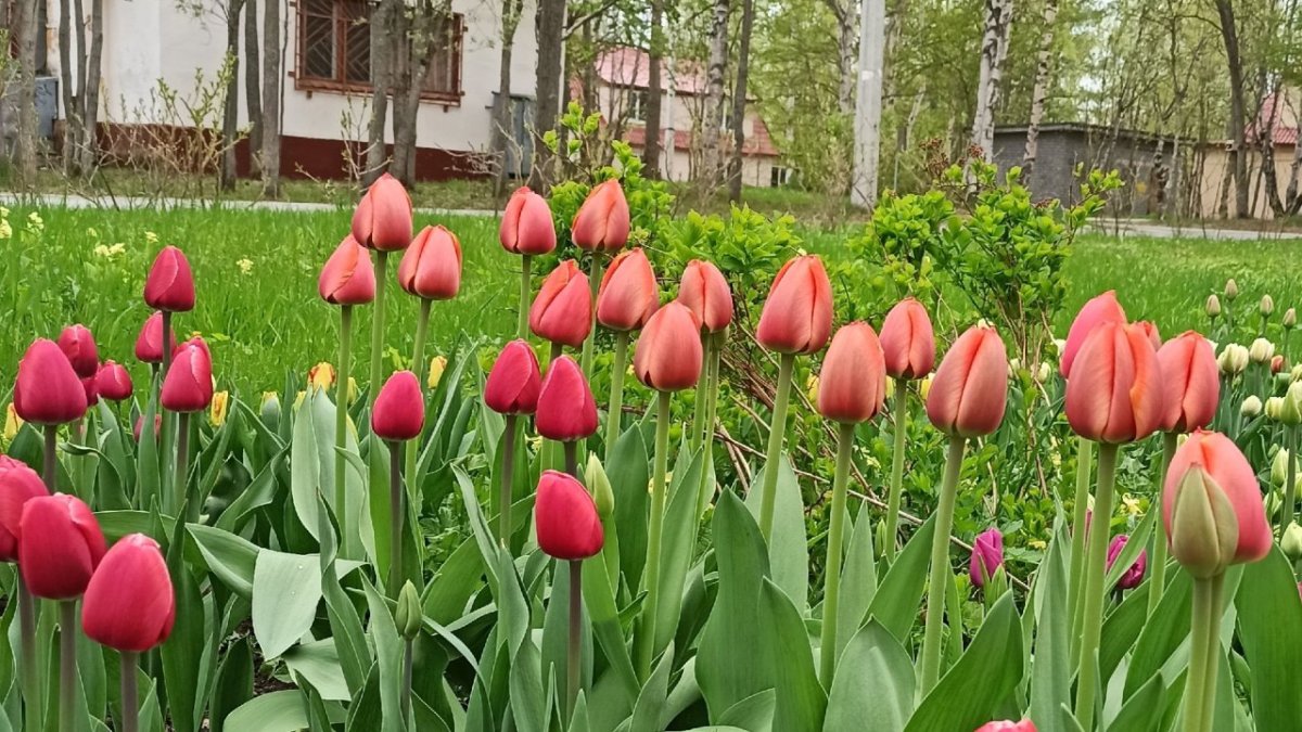 Яркие красивые тюльпаны летом