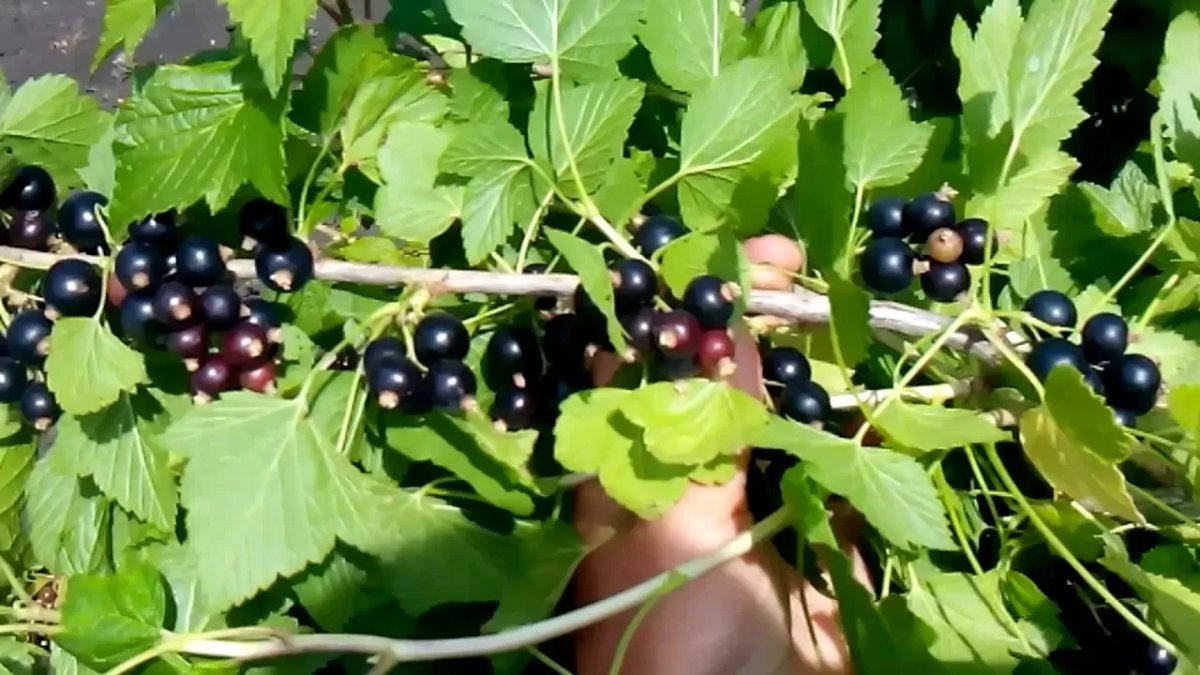 ветка куста черной смородины