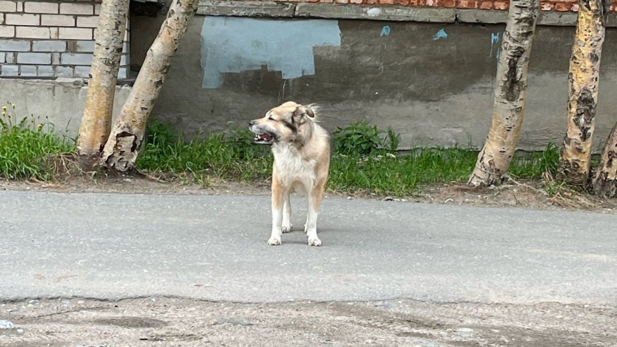 Собака стоит во дворе у подъезда дома