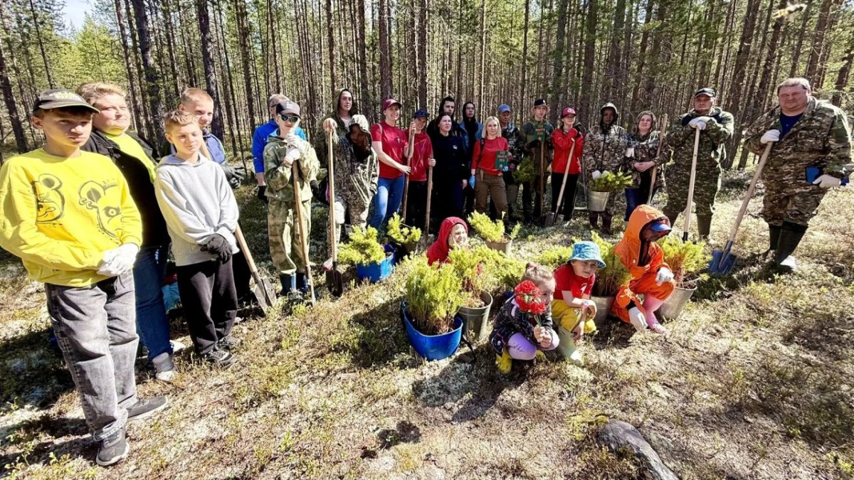 Посадка сосен под Умбой