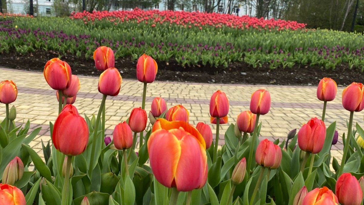 Красные тюльпаны в центре города на клумбе