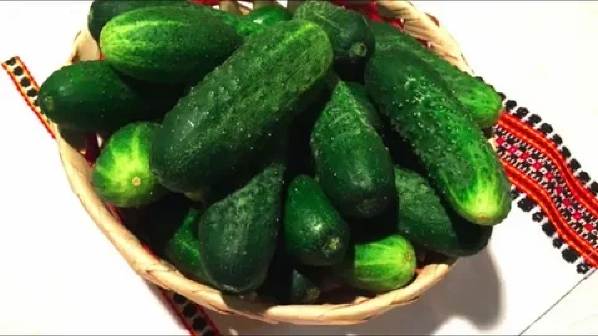 огурцы на подложке