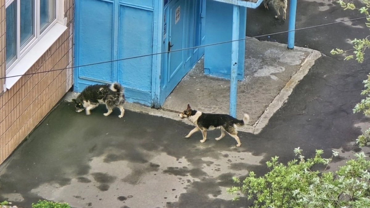 Бездомные собаки бродят у крыльца здания