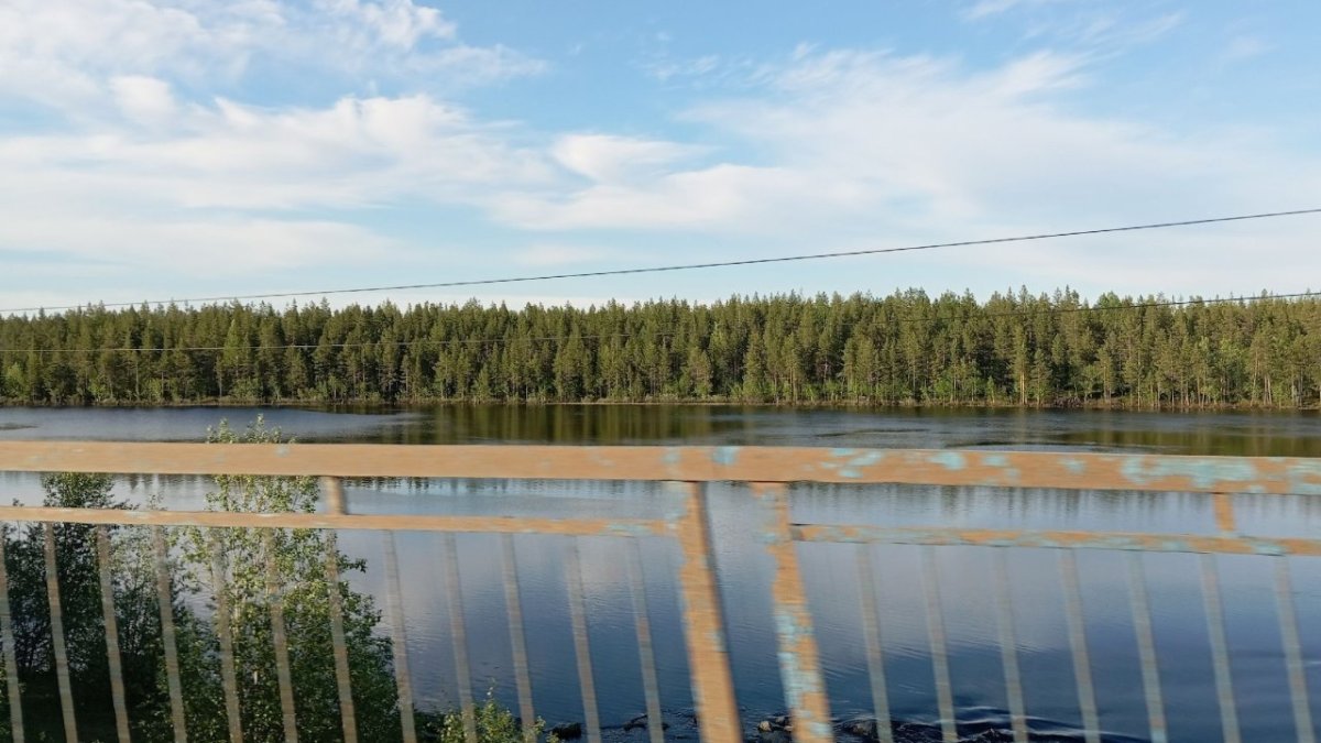 Река на фоне леса и моста