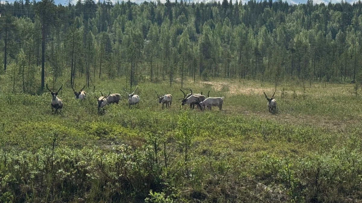 Норвежские домашние олени