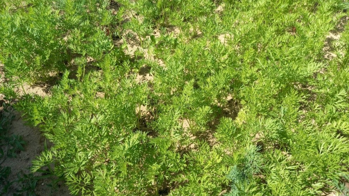 Сухой посев моркови: корнеплоды вырастут ровными и сладкими — не заливайте грядку