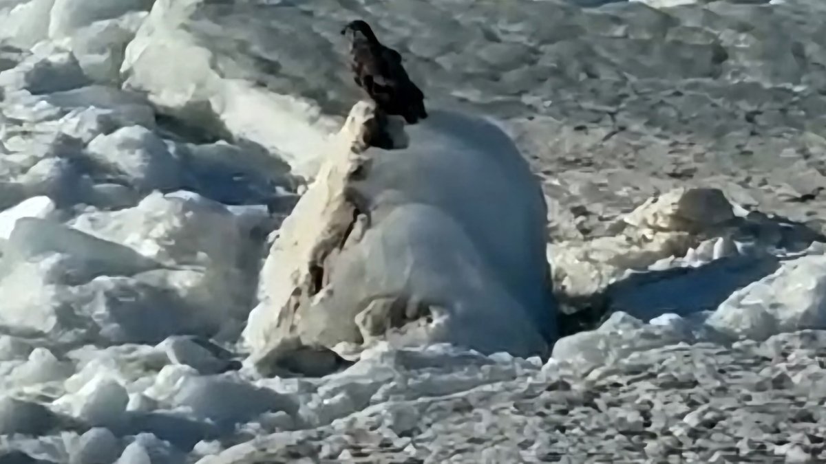 Большая птица сидит на одной из ледяных глыб