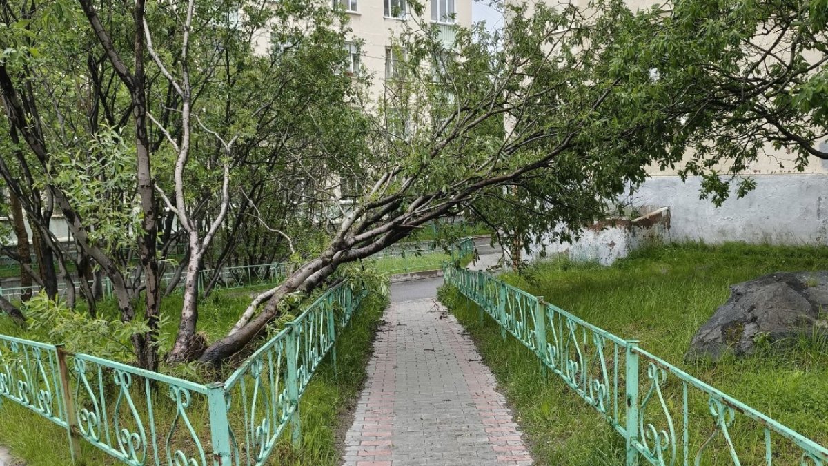 Дерево обломилось на корню и упало на забор