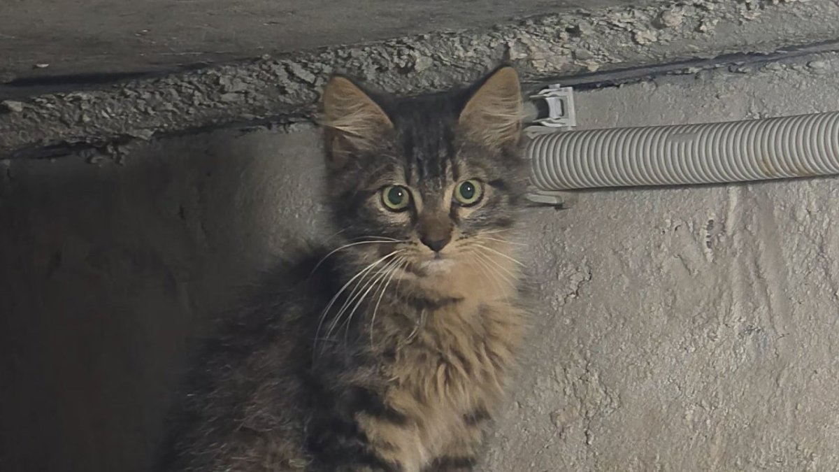 Котенок сидит в темном подвале