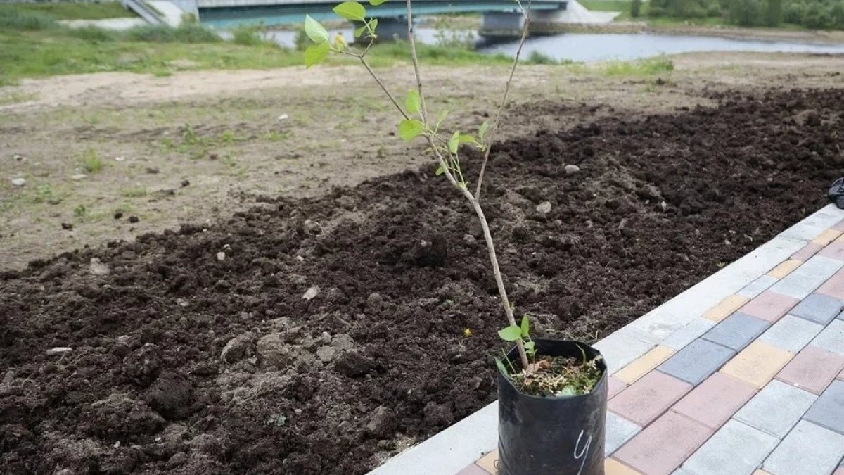 Саженец сирени в Коле