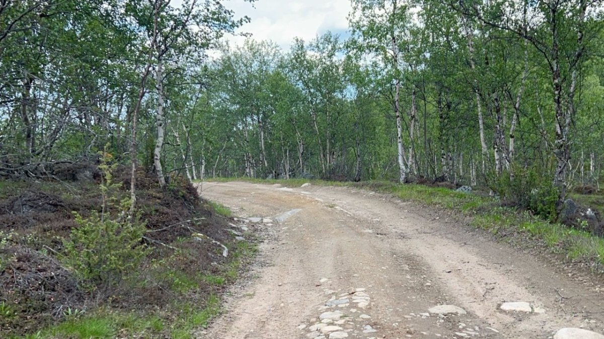 Березы по краю обочины на дороге летом