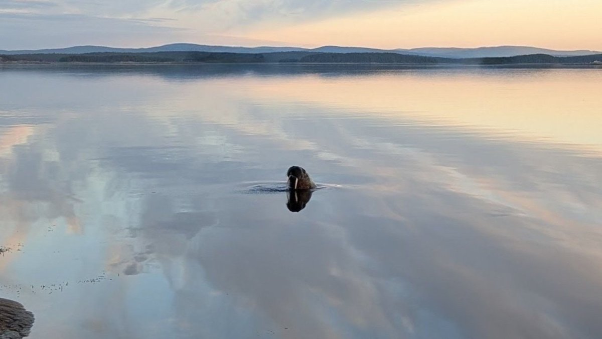 Морж выглядывает из воды залива