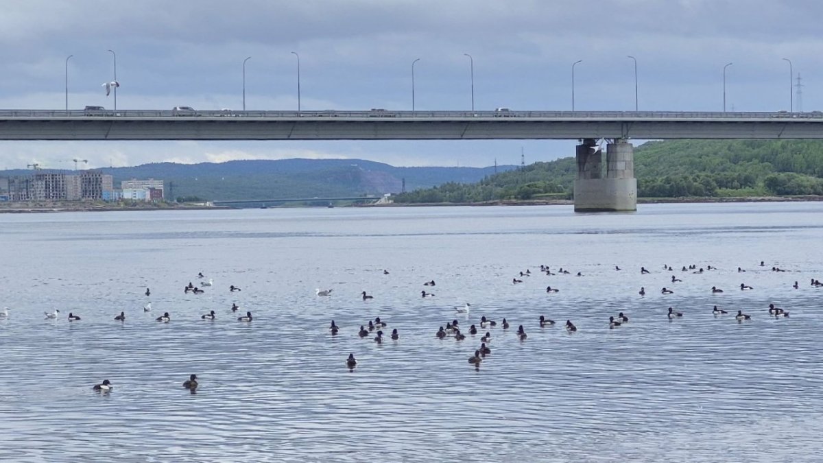 На море рядом с мостом сидят чайки и другие птицы