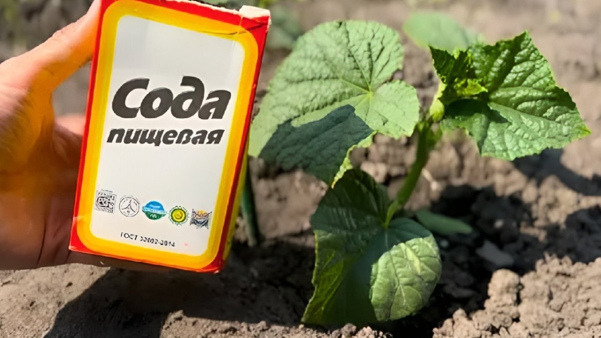 сода на огороде