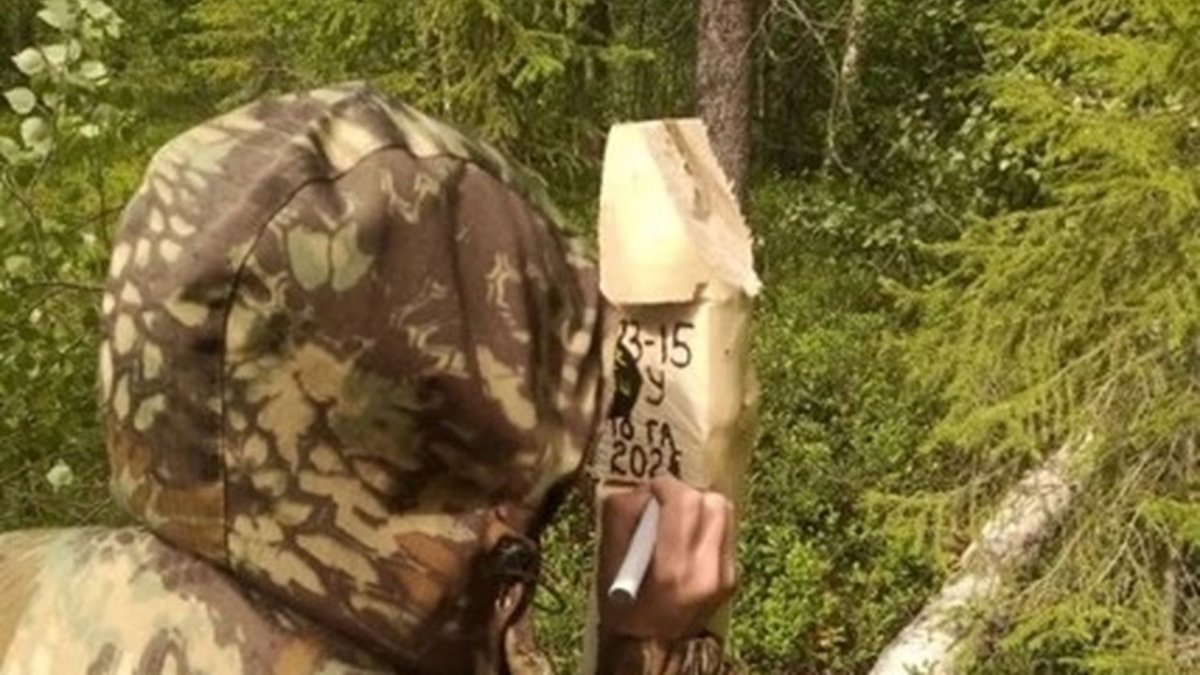 35 гектаров: в Мурманской области провели масштабную вырубку слабых деревьев