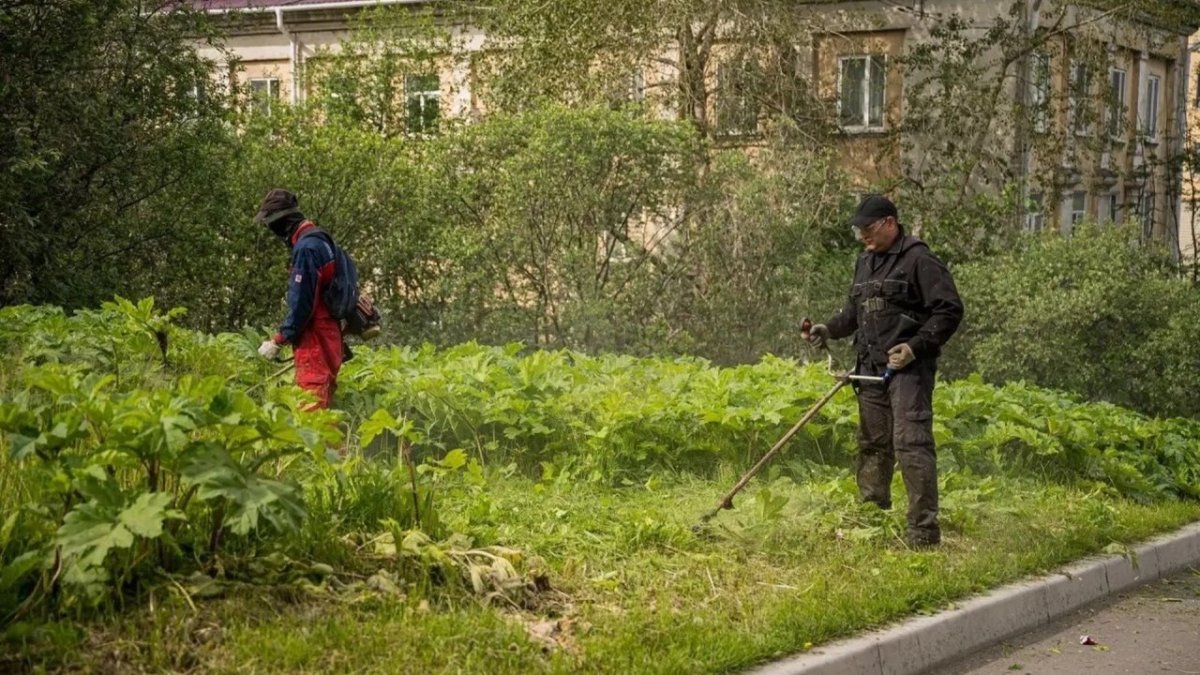 Покос борщевика в Мурманске